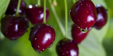 Poklon trešnje stepanovu