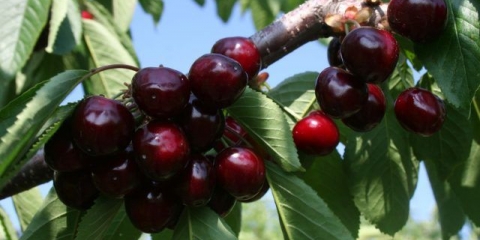 Cherry raditsa