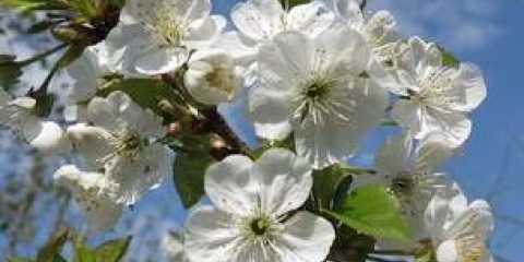 Slatka trešnja regina