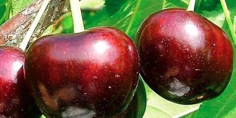 Cherry summit