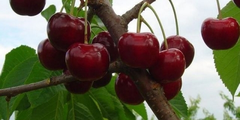 Cherry tyutchevka