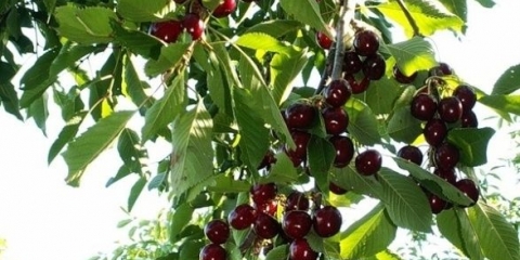 Slatka trešnja valery chkalov