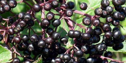 Crna bazga: opis, sadnja i njega