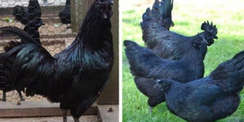 Crna indonežanska piletina ayam tsemani