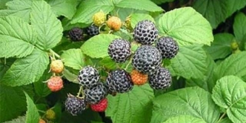 Black raspberry cumberland: sadnja i njega