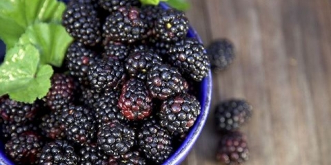 Crna malina: opis, sadnja i njega