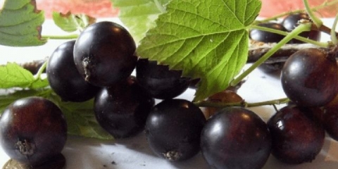 Crni ribiz arcadia: opis, sadnja i njega