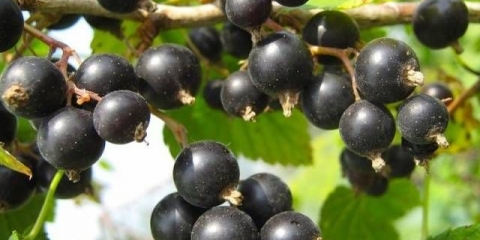 Baheera od crne ribizle