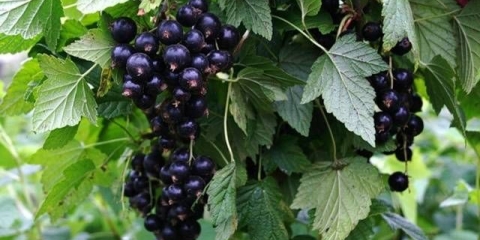 Bjeloruski slatko od crne ribizle