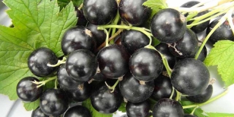 Delika od crnog ribizla: fotografija, sadnja i njega, uzgoj