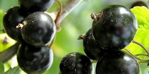 Galinka od crne ribizle: opis, veličina bobica, sadnja i njega