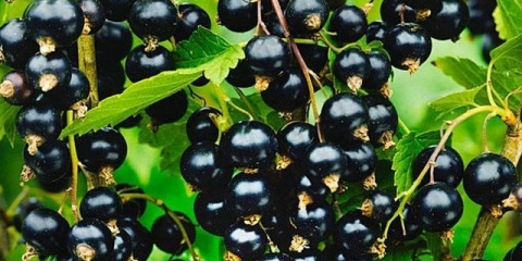 Guliver od crne ribizle