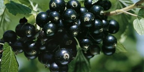Suvo grožđe crne ribizle