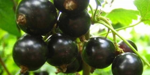 Egzotika crne ribizle