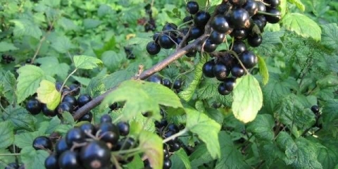 Lenjingradski div crne ribizle