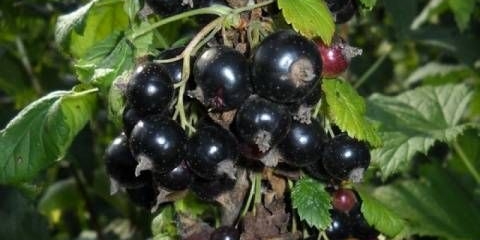 Crna ribizla nara