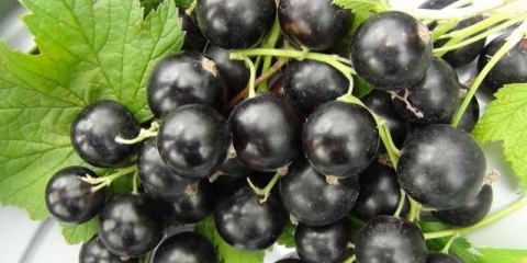 Perun od crne ribizle