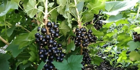 Crni ribiz ruben (ruben): opis, sadnja i njega