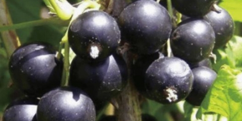 Shadrikha crna ribizla: opis, karakteristike, sadnja i njega