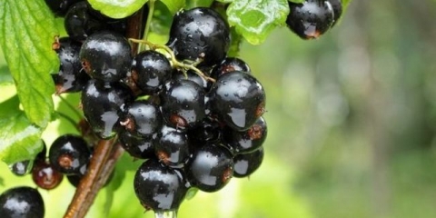 Crna ribizla: njega i uzgoj