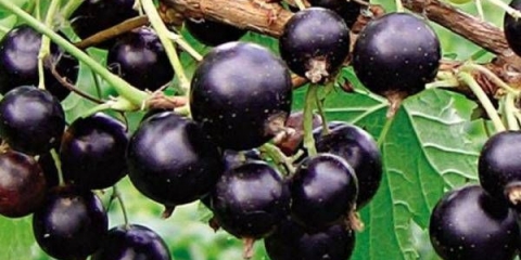 Crna ribizla vologda