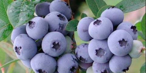 Drvo borovnice: uzgoj, fotografija