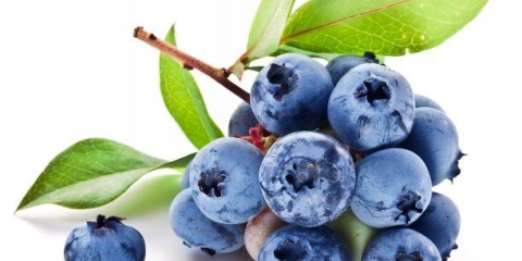 Obične borovnice: korisna svojstva i kontraindikacije