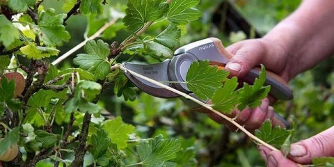 Rezidba ribizle i ogrozda u proljeće