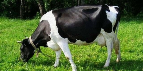 Crno-šarena pasmina krava: karakteristike goveda + fotografije, recenzije
