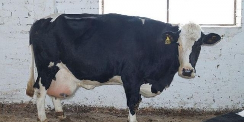 Crno-šarena rasa krava