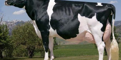 Crno-bijela rasa goveda i karakteristike krava