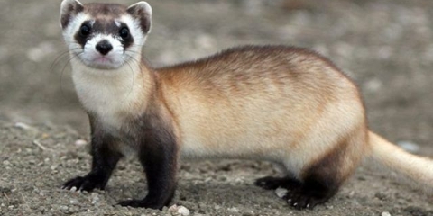 Crnonogi (američki) tvor