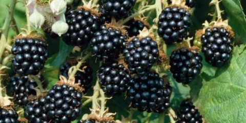 Crne bobice koje izgledaju kao kupine