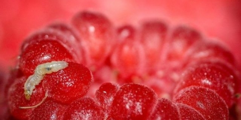 Crvi u malinama: zašto su bobice crvljive i šta učiniti