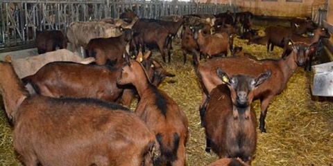 Češka rasa koza: održavanje i njega