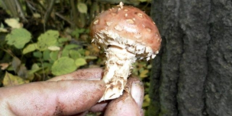 Ljuskava bjeloglava (stropharia bjeloglava): fotografija i opis