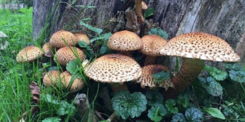 Ljuskava skala: fotografija i opis