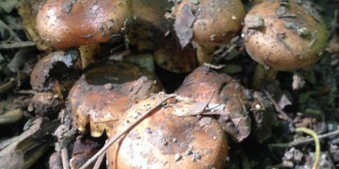 Pepeo od pahuljica (koji voli ugalj, foliot, koji voli ugalj): fotografija i opis