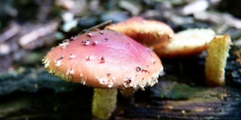 Višebojna pahuljica: fotografija i opis