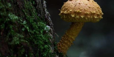 Vatrena pahuljica: fotografija i opis