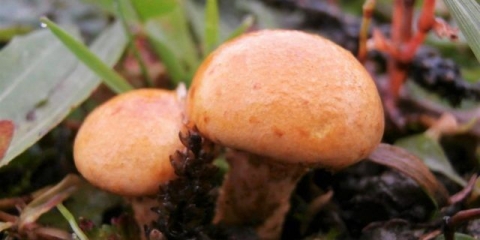 Svjetleća pahuljica: fotografija i opis