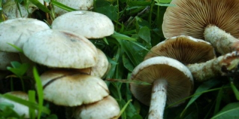 Ljuske žuto-zelenkaste (žuto-zelene, sa gumama): fotografija i opis