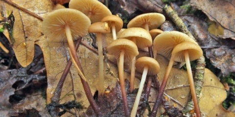 Hrastov bijeli luk: fotografija i opis