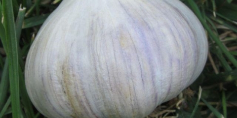 Bijeli slon bijelog luka: opis i karakteristike