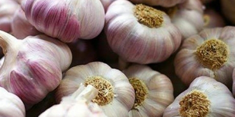 Azurni bijeli luk: karakteristike i opis sorte