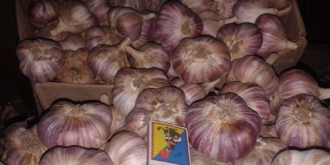 Lyubasha bijeli luk: opis sorte + recenzije