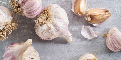 Jedro češnjaka: karakteristike i opis sorte