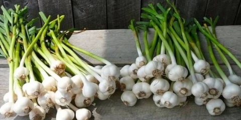 Beli luk: prolećna njega, prihrana