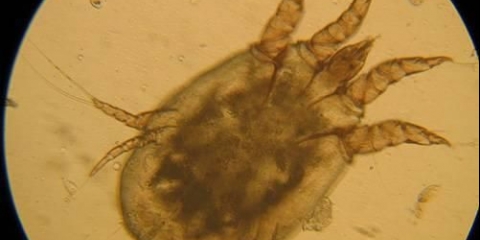 Šuga (krasta, krasta, sarkoptična šuga) kod svinja: liječenje, simptomi, fotografije