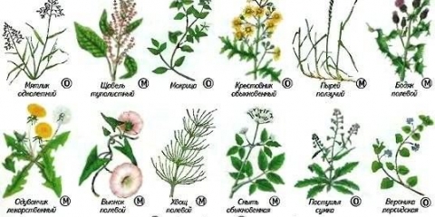 Čistograd od korova: upute